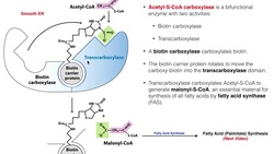 Lipid Biosynthesis | Fatty Acid Biosynthesis 2: Acetyl-CoA Carboxylase Instructional Video
