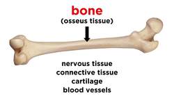 Bones: Structure and Types Instructional Video