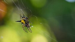 Spider (Hosselt's Spiny Spider) clean it'self on web in forest, Thailand. Stock Footage