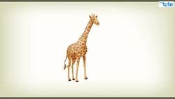 Interesting Facts About Giraffes: The Tallest Mammal on Earth Instructional Video