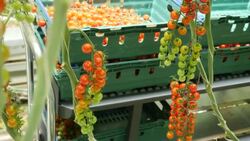 British tomato farm News Clip