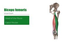 Muscles of the posterior thigh and the hamstrings Instructional Video