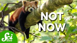 Do Animals (That Aren’t Us) Procrastinate? Instructional Video