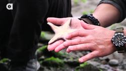 Exploring for Sea Creatures! Instructional Video