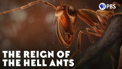 The Reign of the Hell Ants Instructional Video