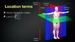 064 Anatomical Planes and Spatial Relationships in the Human Body Instructional Video