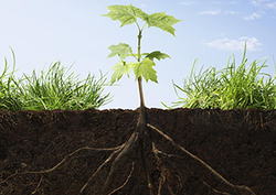 Parts of a Plant - Plant Anatomy Instructional Video