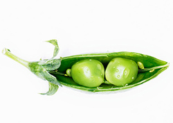 Mendel and Inheritance Instructional Video