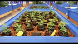 Green Relief News Clip