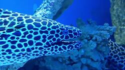 laced moray on rock in sea, underwater Stock Footage