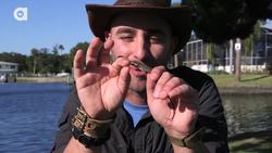 Small Lizard is Super Fiesty! Instructional Video