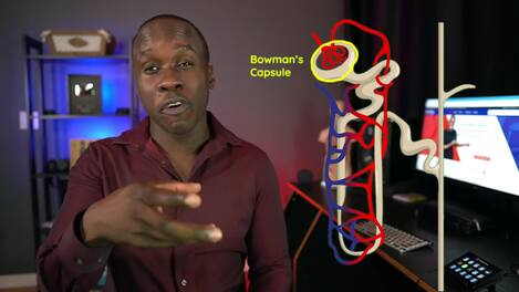 The Structure and Function of the Nephron - Made Easy - Kidney Function