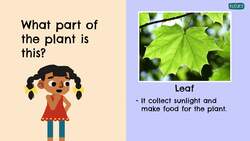 Introduction to Parts of the plant Instructional Video