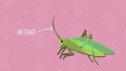 I WONDER - How Many Legs Do Arachnids Have? Me Pregunto - Cuántas Patas Tienen Los Arácnidos? Instructional Video