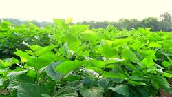 Mulberry tree in garden Stock Footage
