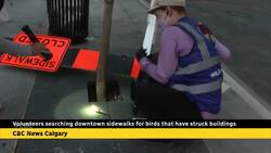 Volunteers searching downtown sidewalks for birds that have struck buildings News Clip