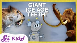 Tails and Tusks and Teeth, Oh My! | SciShow Kids Compilation Instructional Video