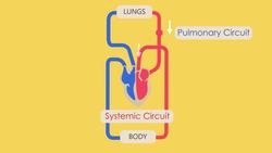 Intro to the Circulatory System Instructional Video