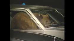 Bears in Cars Instructional Video