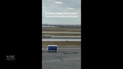 #TheMoment a dog got loose on Toronto's Pearson Airport tarmac News Clip