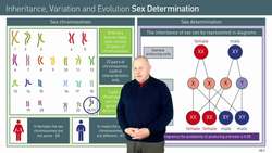 How Sex is Determined in Humans Instructional Video