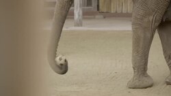 There’s a Reason Why Elephants Rarely Get Cancer Instructional Video