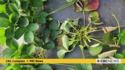 Fungus taking over some strawberry plants this season, P.E.I. farmer says News Clip