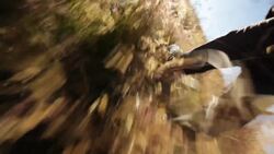 A Tasmanian Devil Whisperer Comes to the Rescue Instructional Video