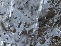 Plant Growth, Development, and Response: Germination and Plant Growth Instructional Video