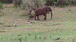 elephant with baby or calf in savanna at africa Stock Footage