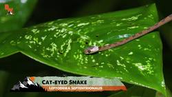 Finding Creepy Jungle Creatures! Instructional Video