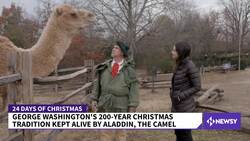 Camel Keeps 200-Year-Old Christmas Tradition Alive News Clip