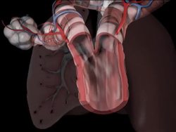 Understanding the Lungs and Gas Exchange Instructional Video