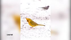 'It's striking:' Michigan woman finds ultra-rare yellow cardinal in her yard News Clip
