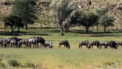 Blue Wildebeest in Kalahari, South Africa Stock Footage