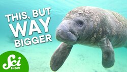 There’s a New Biggest Animal (Maybe) Instructional Video