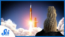 Could Squirrels Be the Key to Long Distance Spaceflight? Instructional Video