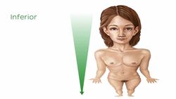 Directional terms and body planes Instructional Video