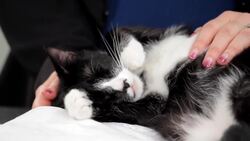 Cat First Aid You Should Know Instructional Video