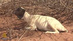 Two million Kenyans face starvation amid longstanding drought News Clip