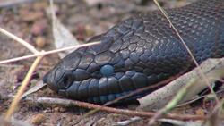 Bushwhacked! - Series 3 - Episode 10 (Wolf Spider) Instructional Video