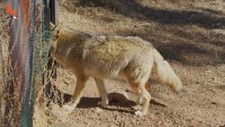 Coyote FINALLY Meets a Coyote! Instructional Video