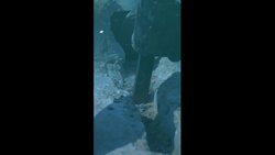 The 20-Year Mystery of the Deep-Sea Holes Instructional Video