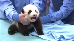 An All Grown Up Mr. Wu, the Baby Panda Taking the World By Storm Instructional Video
