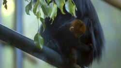 What Exactly Is ‘Alloparenting’ and Why Is It Common Among These Specific Animals? Instructional Video