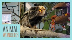 Mimi The Monkey's Big Home Expansion Instructional Video