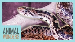 How Snakes Shed Their Skin Instructional Video