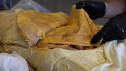 Exploring Weaknesses of the Human Body Instructional Video