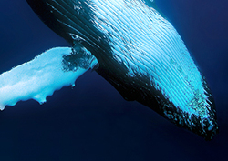 What is a Mammal? - Mammal Traits Instructional Video