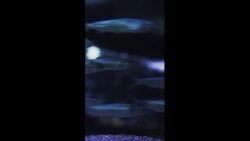 Be careful with the Candiru, the vampire fish from the Amazons Instructional Video